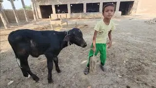 Newborn buffalo | Buffalo calf care | Chacha Bhatija
