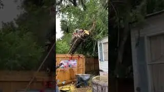Huracán Debby , Genio's Tree Services #shorts #tips #treework
