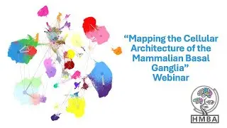 Mapping the Cellular Architecture of the Mammalian Basal Ganglia