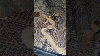 Eublepharis macularius . Леопардовый геккон.  Посадила самца к самке .