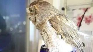 Screech Owl Calling フクロウの鳴声(Western Screech Owl / ニシアメリカオオコノハズク)