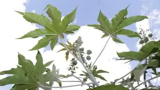 Je, umeteguka au una maumivu makali ya viungo vya mwili? Tazama dawa hiyo