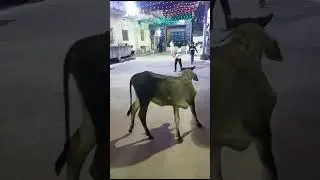 ગવમાતા ગરબે ઘુમે
