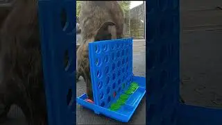 My Dog Wins At Playing Connect 4!