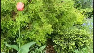 Маленькие хвойные растения на моем участке