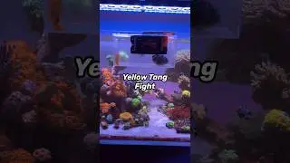 Yellow Tang Fight