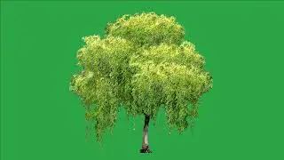 Tree green screen video, Green screen tree, tree green screen effect kinemaster, P-16