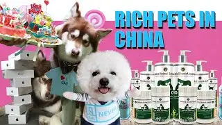 The RICHEST dogs in China. You will be AMAZED by THEIR LIFESTYLE!!
