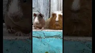 ¡Feliz Día del Amigo!