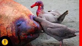 10 SHOCKINGLY CREEPY AND BLOODTHIRSTY BIRDS