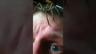 🌸 What the Heck? Giant Japanese Huntsman Spider on My Head! - softypapa shorts 🕷️🇯🇵😳