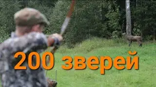 200 зверей - настоящее 3D