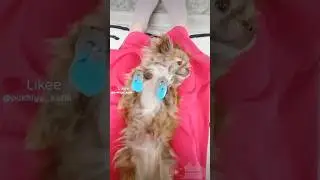 Купили носочки Асе🫶 #собачки #чихуахуа #ася #пухлыйкотик #котикблогер