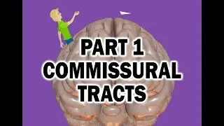 WHITE MATTER TRACTS OF THE BRAIN (1/3) - COMMISSURAL TRACTS