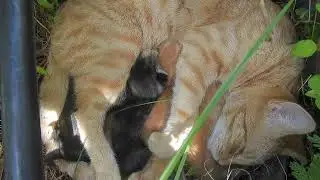Cheeto and her 4 Kittens Day 7 Part 2 #tvvc #cat #kitty #cute #cutecat #cutekitty #cheeto #wildlife