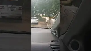 Texas Long Horn Cattle Feeding