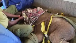 Baby Jotto is rescued | Sheldrick Trust