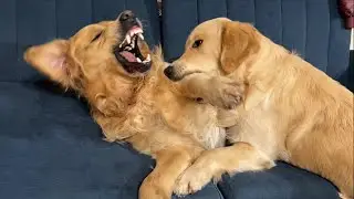 Golden Retriever Dad Realizes He Failed At Parenting His Son