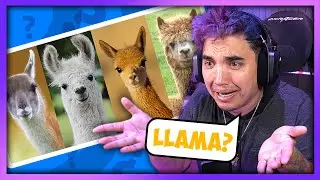 PASTY ADIVINA ANIMALES EN 3 SEGUNDOS 🦁