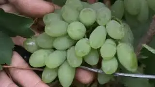 Саженцы винограда 