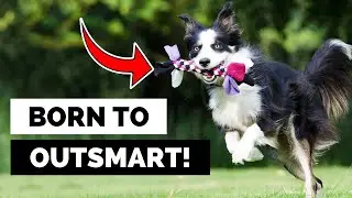 Why are Border Collies So Smart?