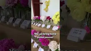 Peony Bloom Season