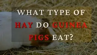 What Type Of Hay Do Guinea Pigs Eat?