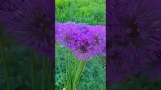 Лук Суворова #дача#деревня #лук #огород #цв#flowers