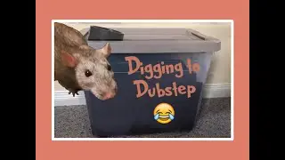 Funny Rat Digging Compilation