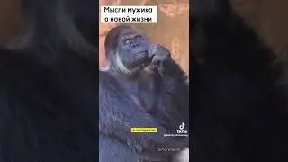 Мысли обезьяны / озвучка гориллы #юмор