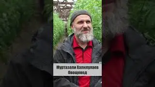 «Их бьют, они крепчают»! Фермер из Дагестана об отечественных томатах! 