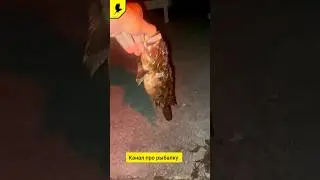 Морская рыбалка летом #fishing #прорыбалку #ставрида #fish #ядовитаярыба #скорпена #морерыбалка