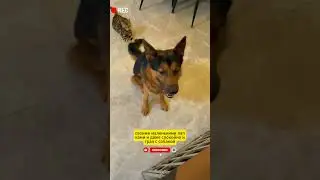 Kitten or not
