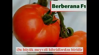 Berberana F1