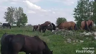 Случный сезон в табуне . Ограничение по возросту 18+