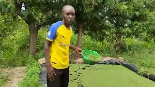 SMALL AZOLLA POND YOU CAN MAKE TO HARVEST 1KG DAILY #farming