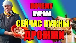 Зачем курам сейчас ДРОЖЖИ. Как добавлять дрожжи в корм.