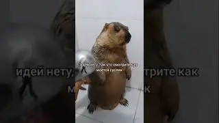 Идей нету но вы держитесь они скоро будут ✊�� #shorts #лайк