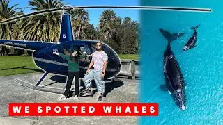 I saw the biggest Mammal on Earth! 🤯 | CAMPER VAN Road-Trip Ends