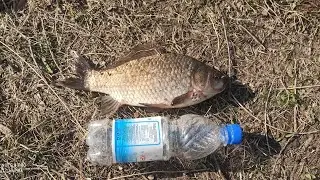 Ловля карася в Приморье🐡на уловистый🎣пружинный монтаж!