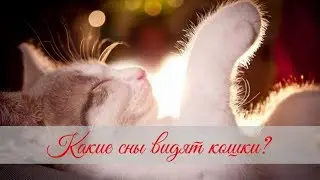 КАКИЕ СНЫ ВИДЯТ КОШКИ WHAT DREAMS DO CATS HAVE