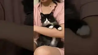На это можно смотреть ВЕЧНО!! Смешные Кошки и Собаки! 😂😂😂 #Shorts