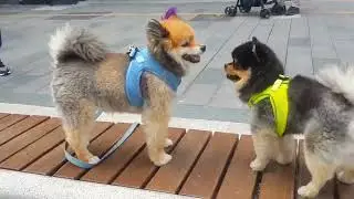 pomeranian oyun oynuyorlar