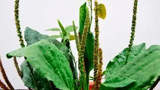 El Llantén y sus Sorprendentes Usos Medicinales