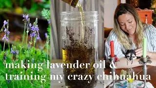 Making fresh lavender + rosemary oil & training my crazy little chihuahua (story 46)