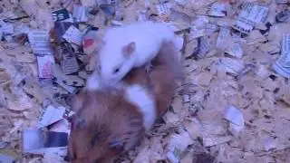 hamster porn