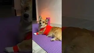 New year – new life! 🔥🐶🏋🏼‍♀️ #corgi #doglover #корги