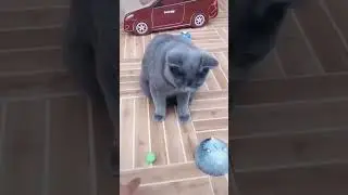#usa #cat #cute #love #minecraft #animals #shortvideo #shotrs