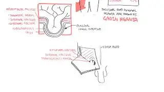 Introduction to Direct and Indirect Inguinal Hernia