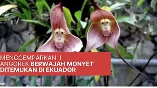 ANEH TAPI NYATA ! Ada Anggrek Berwajah Monyet di Ekuador